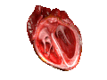 cg render of the internals of a heart pumping in and out